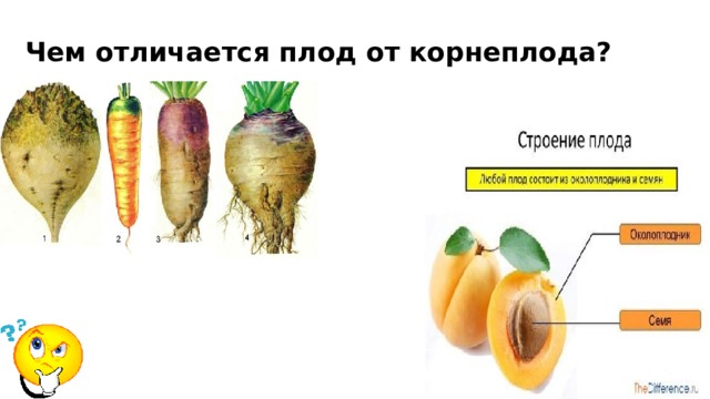 Чем отличается плод от корнеплода? 