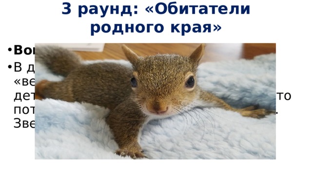 3 раунд: «Обитатели родного края»   Вопрос №1. В древности этого зверька называли «векша». Он грациозен и красив. Его детёныши рождаются голенькими, зато потом щеголяют в пушистых нарядах. Зверёк очень доверчив. 