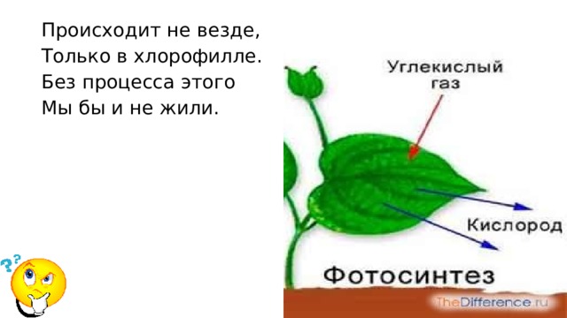 Происходит не везде,  Только в хлорофилле.  Без процесса этого  Мы бы и не жили.  