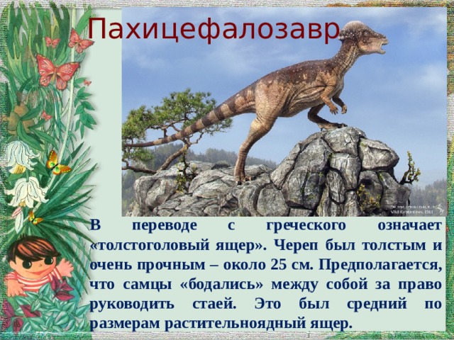 Пахицефалозавр В переводе с греческого означает «толстоголовый ящер». Череп был толстым и очень прочным – около 25 см. Предполагается, что самцы «бодались» между собой за право руководить стаей. Это был средний по размерам растительноядный ящер.  
