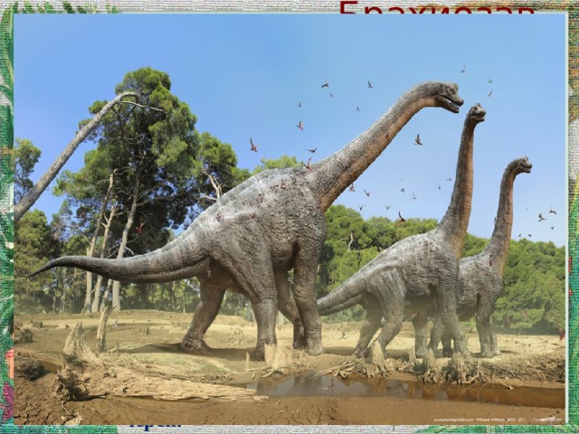 Брахиозавр У брахиозавра была очень длинная шея: в вытянутом состоянии её длина достигала 15 метров и непропорционально маленький череп. 