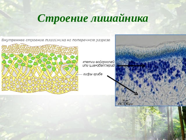 Строение лишайника 
