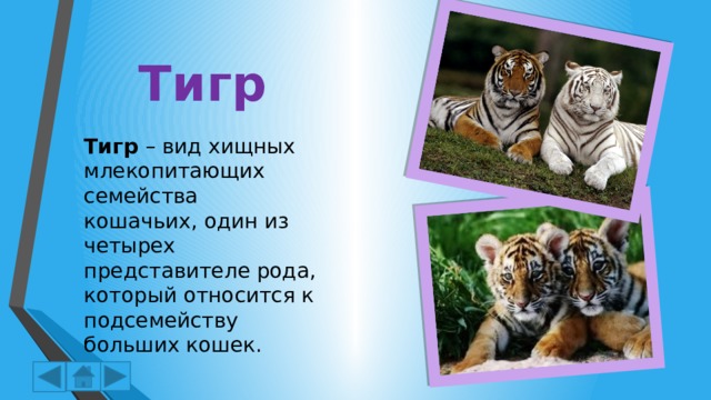 Тигр Тигр – вид хищных млекопитающих семейства кошачьих, один из четырех представителе рода, который относится к подсемейству больших кошек. 