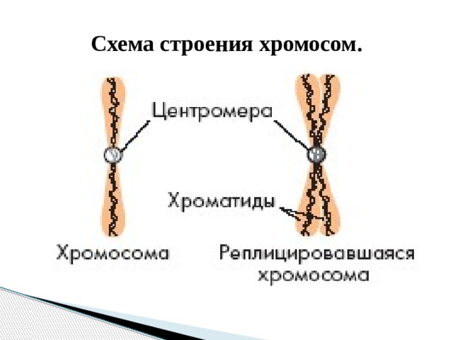 Изменение строения хромосом