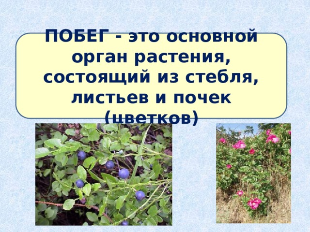 ПОБЕГ - это основной орган растения, состоящий из стебля, листьев и почек (цветков) 