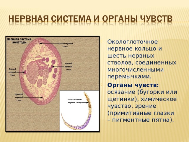 Окологлоточное нервное кольцо и шесть нервных стволов, соединенных многочисленными перемычками. Органы чувств: осязание (бугорки или щетинки), химическое чувство, зрение (примитивные глазки – пигментные пятна).  