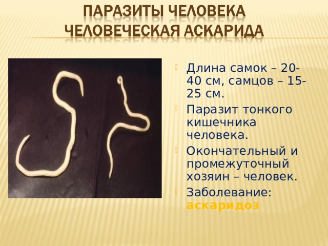 Длина самок – 20-40 см, самцов – 15-25 см. Паразит тонкого кишечника человека. Окончательный и промежуточный хозяин – человек. Заболевание: аскаридоз 