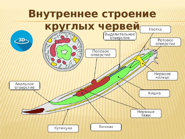 Рассмотри рисунок укажи название органов червь