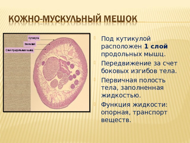 Под кутикулой расположен 1 слой продольных мышц. Передвижение за счет боковых изгибов тела. Первичная полость тела, заполненная жидкостью. Функция жидкости: опорная, транспорт веществ.  