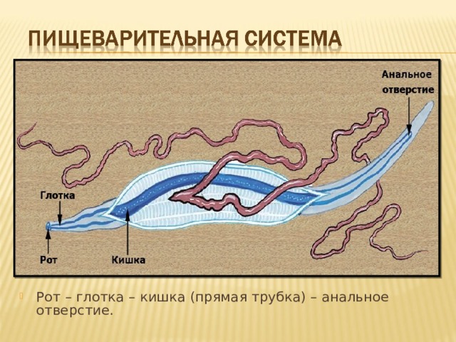 Рот – глотка – кишка (прямая трубка) – анальное отверстие.  