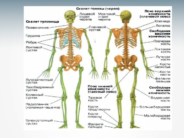 От скелета и мышц зависит. Презентация возрастная анатомия и физиология скелета человека. Что зависит от скелета и мышц человека. Мышцы скелет презентация для дошкольников 4-5.