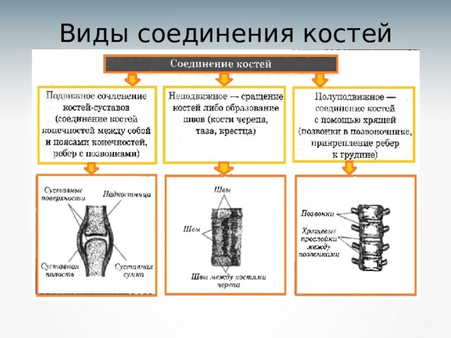 Какой способ соединения костей самый прочный Возрастная анатомия и физиология