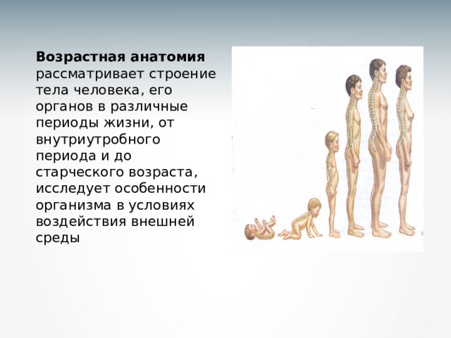 Возраст организма человека. Возрастная анатомия. Возрастная анатомия и физиология. Тела людей разных возрастов. Возрастная анатомия и физиология наука изучающая.