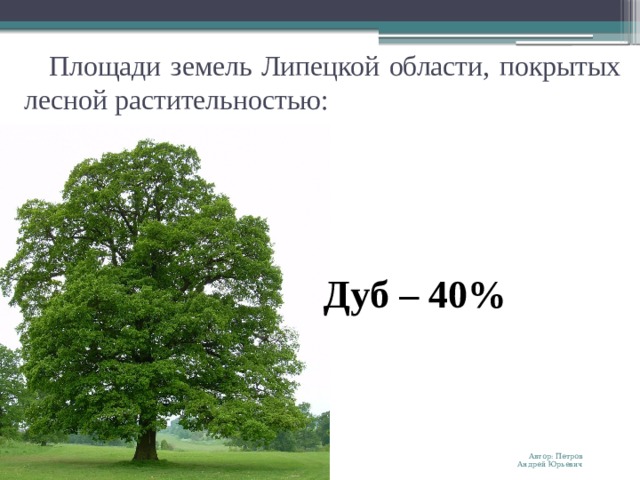 Площади земель Липецкой области, покрытых лесной растительностью: Дуб – 40% Автор: Петров Андрей Юрьевич 