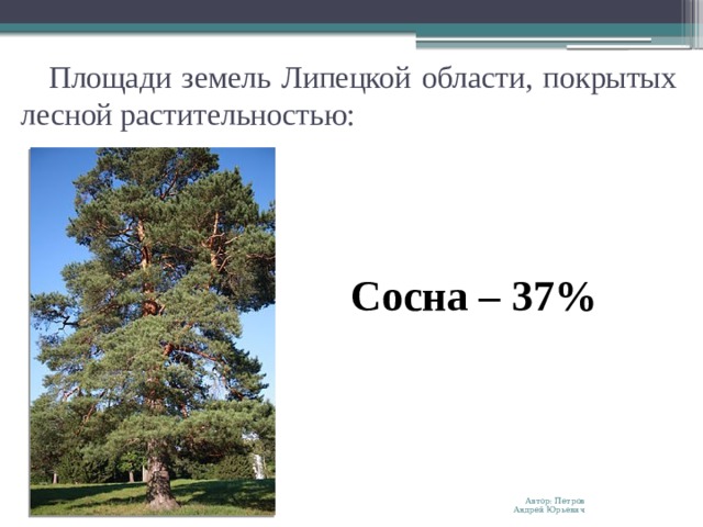 Площади земель Липецкой области, покрытых лесной растительностью: Сосна – 37% Автор: Петров Андрей Юрьевич 