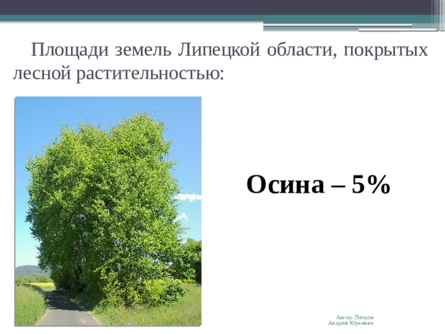 Площади земель Липецкой области, покрытых лесной растительностью: Осина – 5% Автор: Петров Андрей Юрьевич 