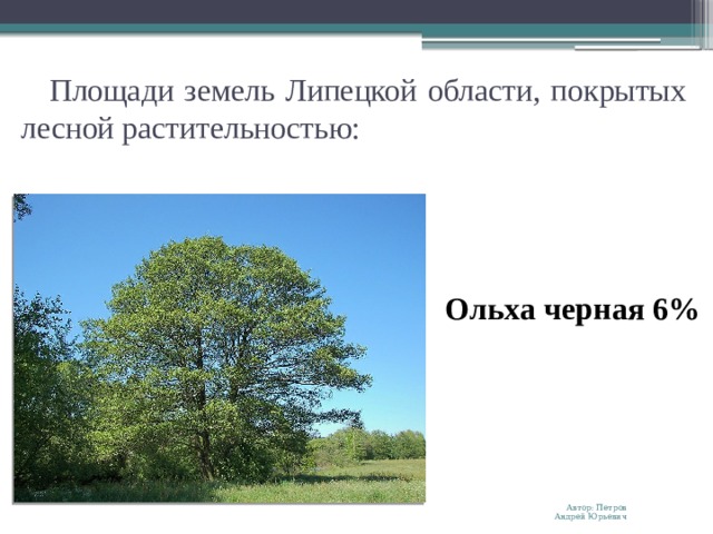 Площади земель Липецкой области, покрытых лесной растительностью: Ольха черная 6% Автор: Петров Андрей Юрьевич 