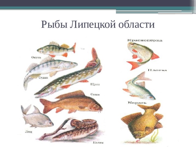 Рыбы Липецкой области Автор: Петров Андрей Юрьевич 