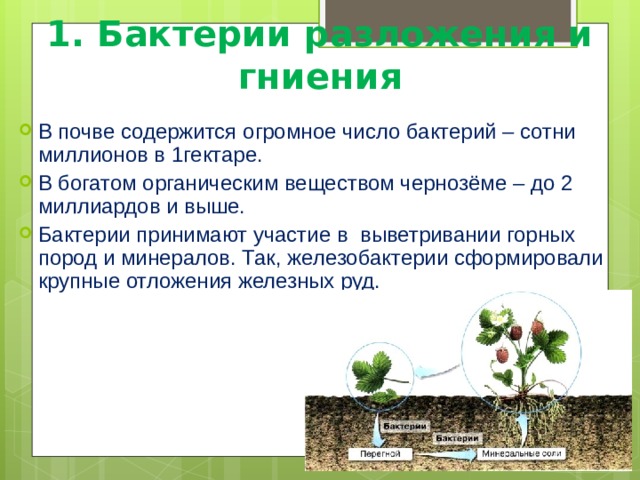 Бактерии гниения картинки