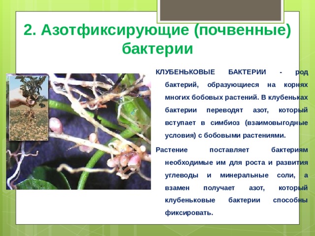 Проект азотфиксирующие бактерии