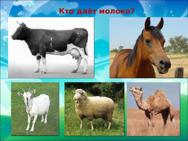 Кто даёт молоко? 