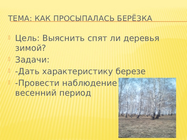ТЕМА: КАК ПРОСЫПАЛАСЬ БЕРЁЗКА Цель: Выяснить спят ли деревья зимой? Задачи: -Дать характеристику березе -Провести наблюдение за березой в весенний период 