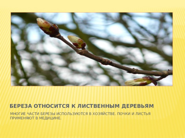 БЕРЕЗА ОТНОСИТСЯ К ЛИСТВЕННЫМ ДЕРЕВЬЯМ МНОГИЕ ЧАСТИ БЕРЕЗЫ ИСПОЛЬЗУЮТСЯ В ХОЗЯЙСТВЕ. ПОЧКИ И ЛИСТЬЯ ПРИМЕНЯЮТ В МЕДИЦИНЕ. 