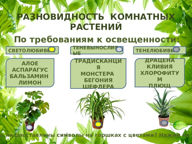 Классификация комнатных растений презентация
