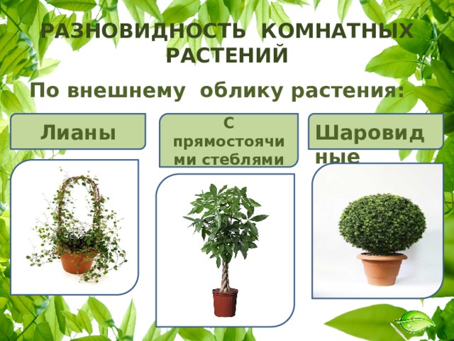 Проект разновидность комнатных растений