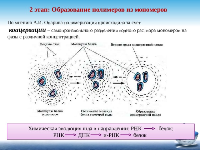 2 этап: Образование полимеров из мономеров По мнению А.И. Опарина полимеризация происходила за счет  коацервации – самопроизвольного разделения водного раствора мономеров на фазы с различной концентрацией. Химическая эволюция шла в направлении: РНК белок; РНК ДНК и-РНК белок 