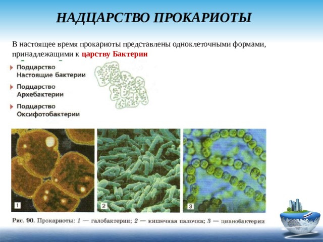 Надцарство Прокариоты В настоящее время прокариоты представлены одноклеточными формами, принадлежащими к царству Бактерии 