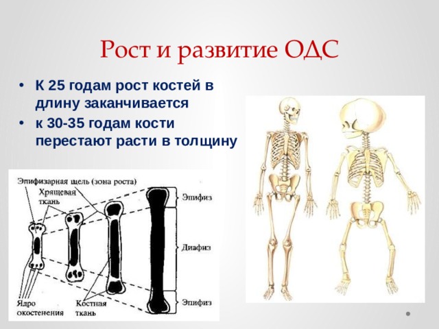 За счет чего растет кость. Развитие кости, рост костей.. Рост костей человека биология. Рост и развитие костей в длину.