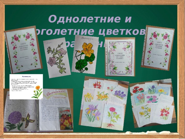 Однолетние и многолетние цветковые растения 