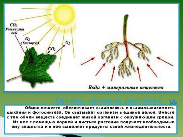 У растений продукты обмена веществ накапливаются в