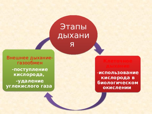 Этапы дыхания Внешнее дыхание-газообмен -поступление кислорода, -удаление углекислого газа Клеточное дыхание - использование кислорода в биологическом окислении 