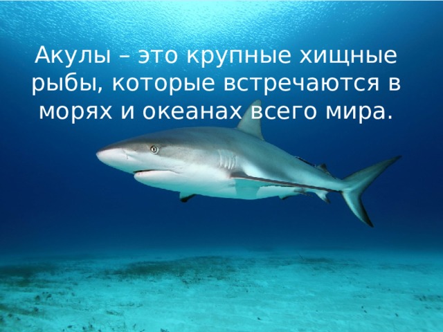 Акулы – это крупные хищные рыбы, которые встречаются в морях и океанах всего мира. 