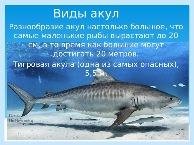Виды акул Разнообразие акул настолько большое, что самые маленькие рыбы вырастают до 20 см, в то время как большие могут достигать 20 метров. Тигровая акула (одна из самых опасных), 5,5 м. 