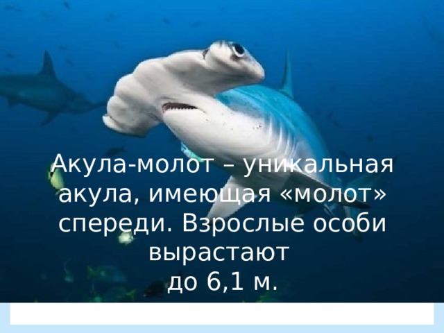 Акула-молот – уникальная акула, имеющая «молот» спереди. Взрослые особи вырастают  до 6,1 м. 