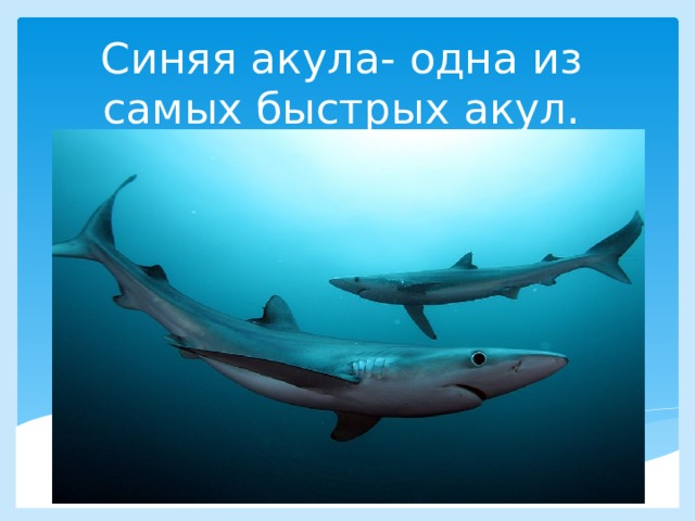 Синяя акула- одна из самых быстрых акул. 