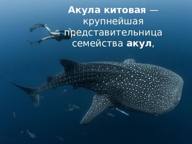 Акула   китовая  — крупнейшая представительница семейства  акул , 
