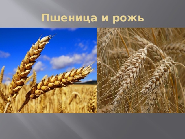 Пшеница и рожь 