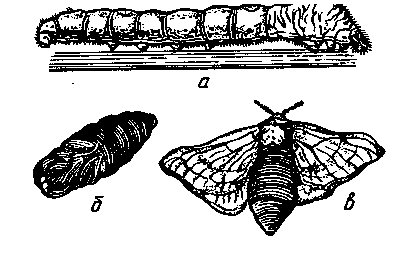 Какой тип развития характерен для березового шелкопряда изображенного на рисунке