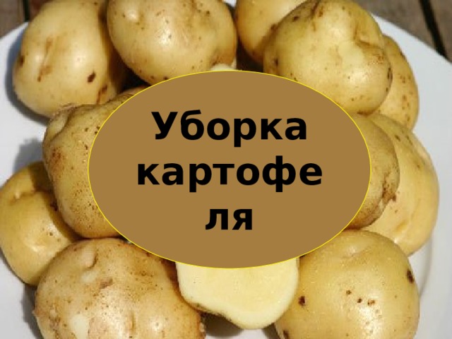 Уборка картофеля  