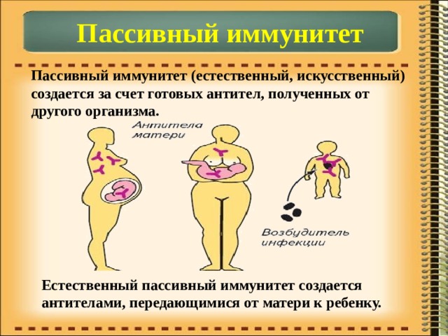 Пассивный иммунитет Пассивный иммунитет (естественный, искусственный) создается за счет готовых антител, полученных от другого организма. Естественный пассивный иммунитет создается антителами, передающимися от матери к ребенку. 