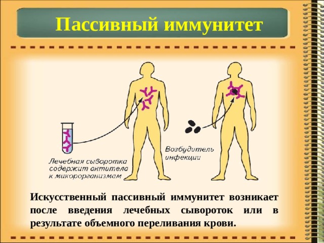 Пассивный иммунитет Искусственный пассивный иммунитет возникает после введения лечебных сывороток или в результате объемного переливания крови. 