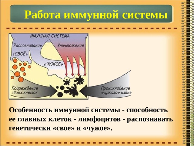 Работа иммунной системы Особенность иммунной системы - способность ее главных клеток - лимфоцитов - распознавать генетически «свое» и «чужое». 