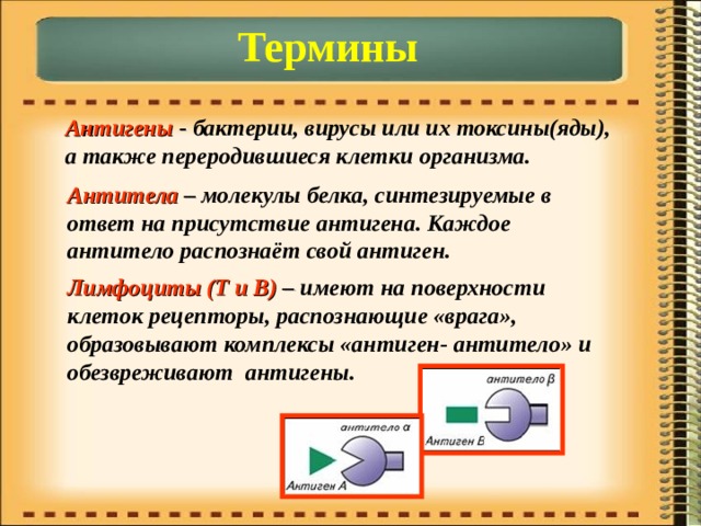 Термины Антигены - бактерии, вирусы или их токсины(яды), а также переродившиеся клетки организма. Антитела – молекулы белка, синтезируемые в ответ на присутствие антигена. Каждое антитело распознаёт свой антиген. Лимфоциты (Т и В) – имеют на поверхности клеток рецепторы, распознающие «врага», образовывают комплексы «антиген- антитело» и обезвреживают антигены. 