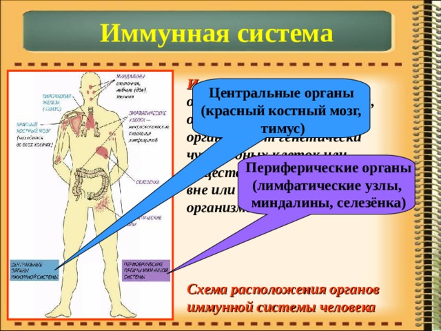 Иммунная система Иммунная система – объединяет органы и ткани, обеспечивающие защиту организма от генетически чужеродных клеток или веществ, поступающих из вне или образующихся в организме. Центральные органы (красный костный мозг,  тимус) Периферические органы (лимфатические узлы, миндалины, селезёнка) Схема расположения органов иммунной системы человека 