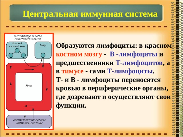 Центральная иммунная система Образуются лимфоциты: в красном костном мозгу - В -лимфоциты и предшественники Т-лимфоцитов , а в тимусе - сами Т-лимфоциты . Т- и В - лимфоциты переносятся кровью в периферические органы, где дозревают и осуществляют свои функции. 