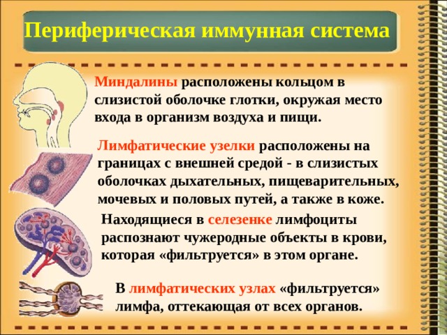 Периферическая иммунная система Миндалины расположены кольцом в слизистой оболочке глотки, окружая место входа в организм воздуха и пищи. Лимфатические узелки расположены на границах с внешней средой - в слизистых оболочках дыхательных, пищеварительных, мочевых и половых путей, а также в коже. Находящиеся в селезенке лимфоциты распознают чужеродные объекты в крови, которая «фильтруется» в этом органе. В лимфатических узлах «фильтруется» лимфа, оттекающая от всех органов. 